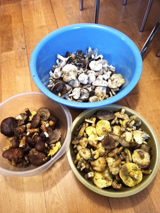 «Трішки підморожені»: у листопаді на Волині все ще збирають гриби