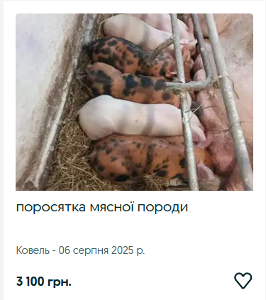Ринок сільгосптварин на Волині: скільки коштують корови, телички, коні та кролі