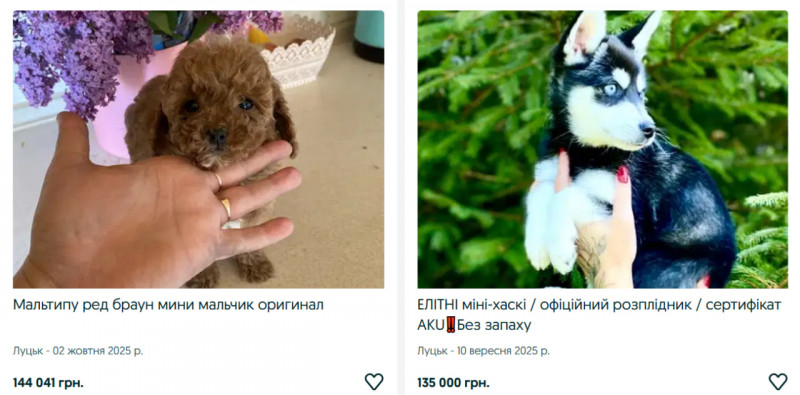Собака за 200 тисяч: які породи собак найпопулярніші у Луцьку восени