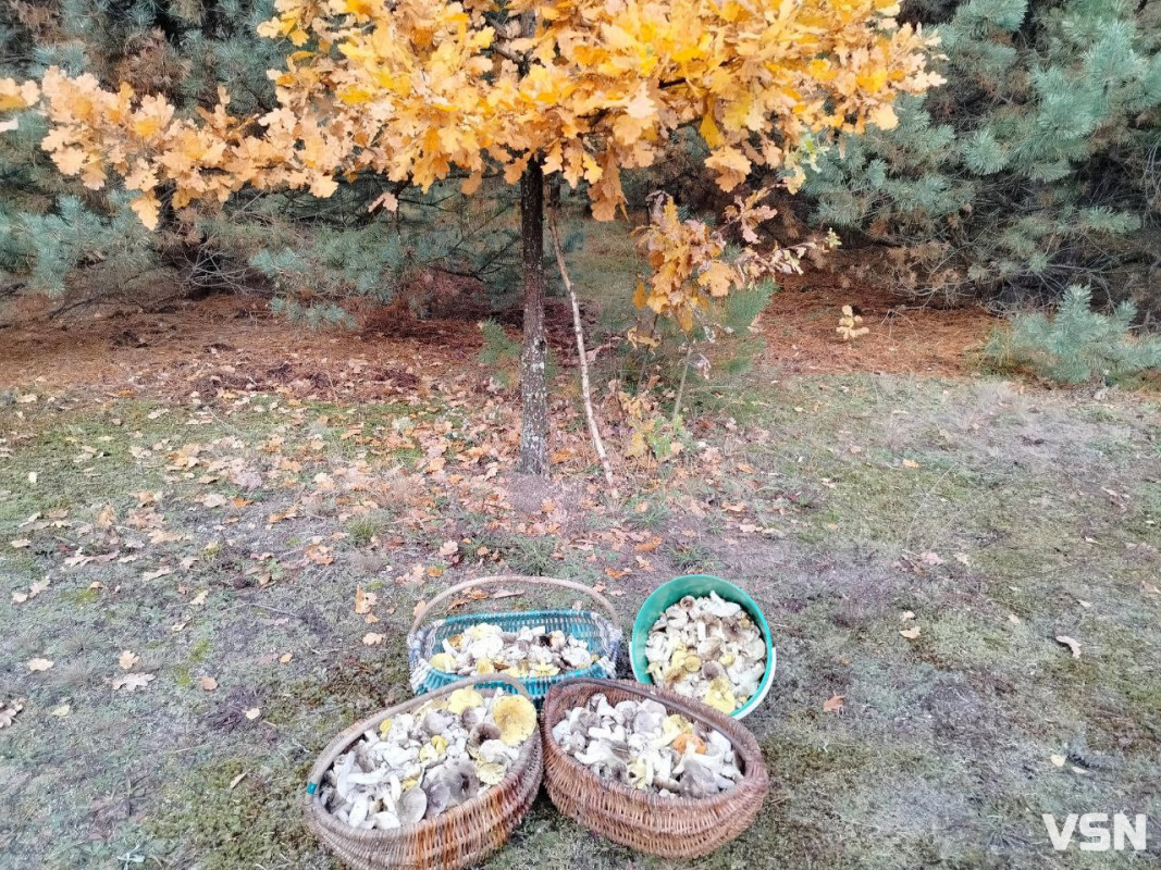 У пошуках зеленого золота: як на Волині збирають зелениці