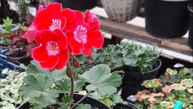 Три аптечні препарати допоможуть оживити пеларгонії взимку