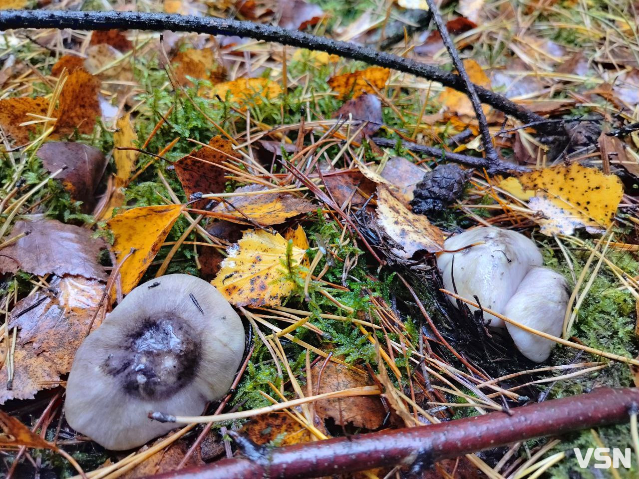 У пошуках зеленого золота: як на Волині збирають зелениці