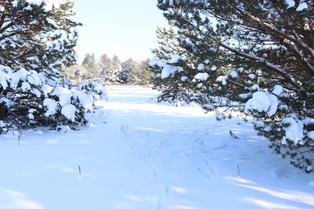 Сліди на снігу розповіли більше: яких тварин зафіксували у волинському лісі