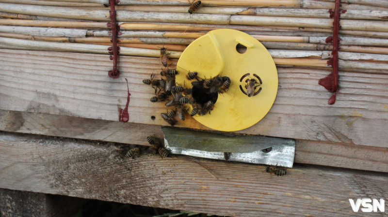 Як підготувати вулики до весняного сезону на Волині?