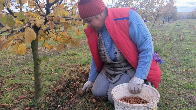 Бізнес на горіхах: волинянин отримав грант від держави і почав вирощувати фундук