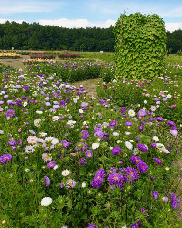 «Волинська Голландія» запрошує поглянути на осіннє поле квітів