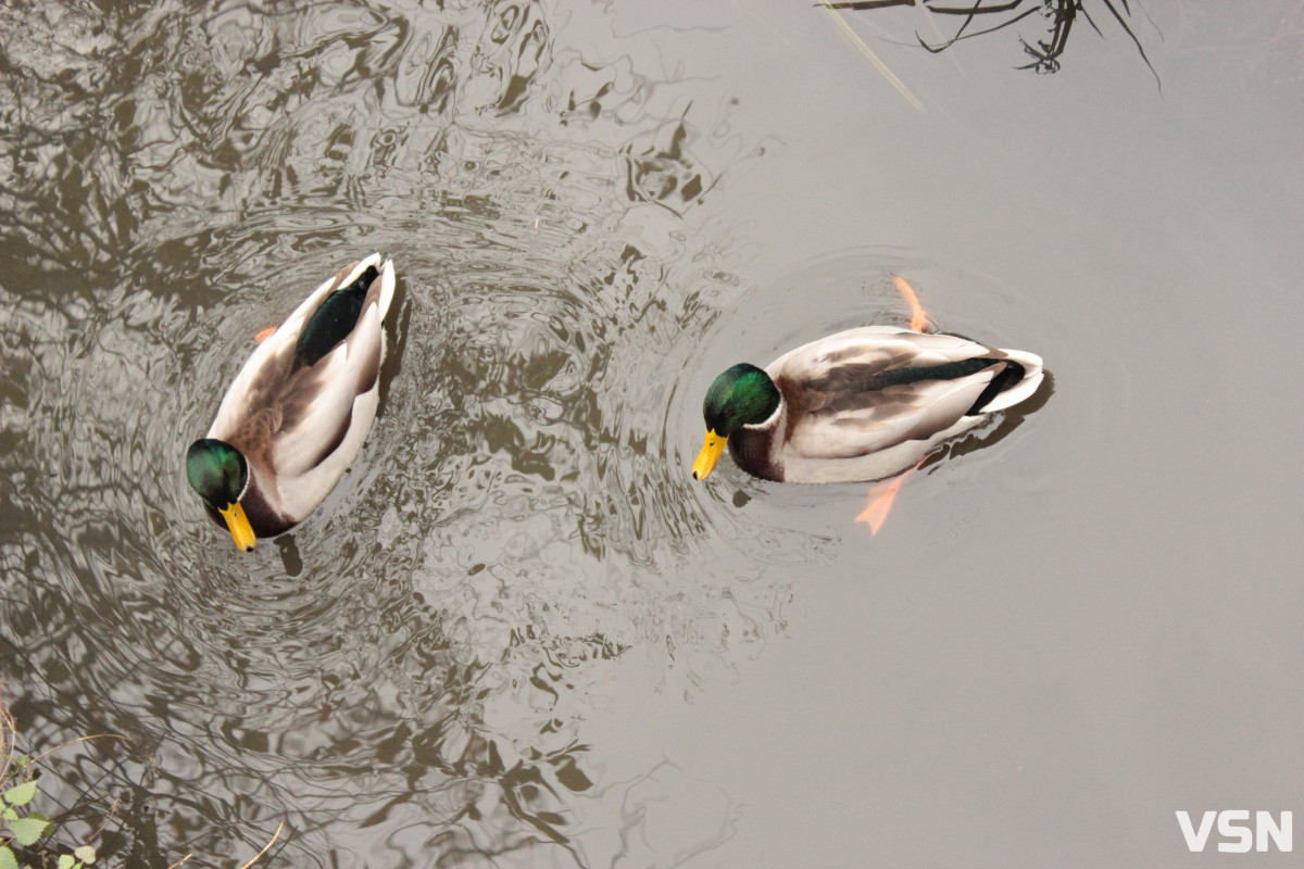 Чим взимку наповнити годівнички для птахів на вулицях Луцька?