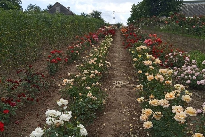 Волинянка 15 років вирощує троянди: на її полі — пів сотні сортів