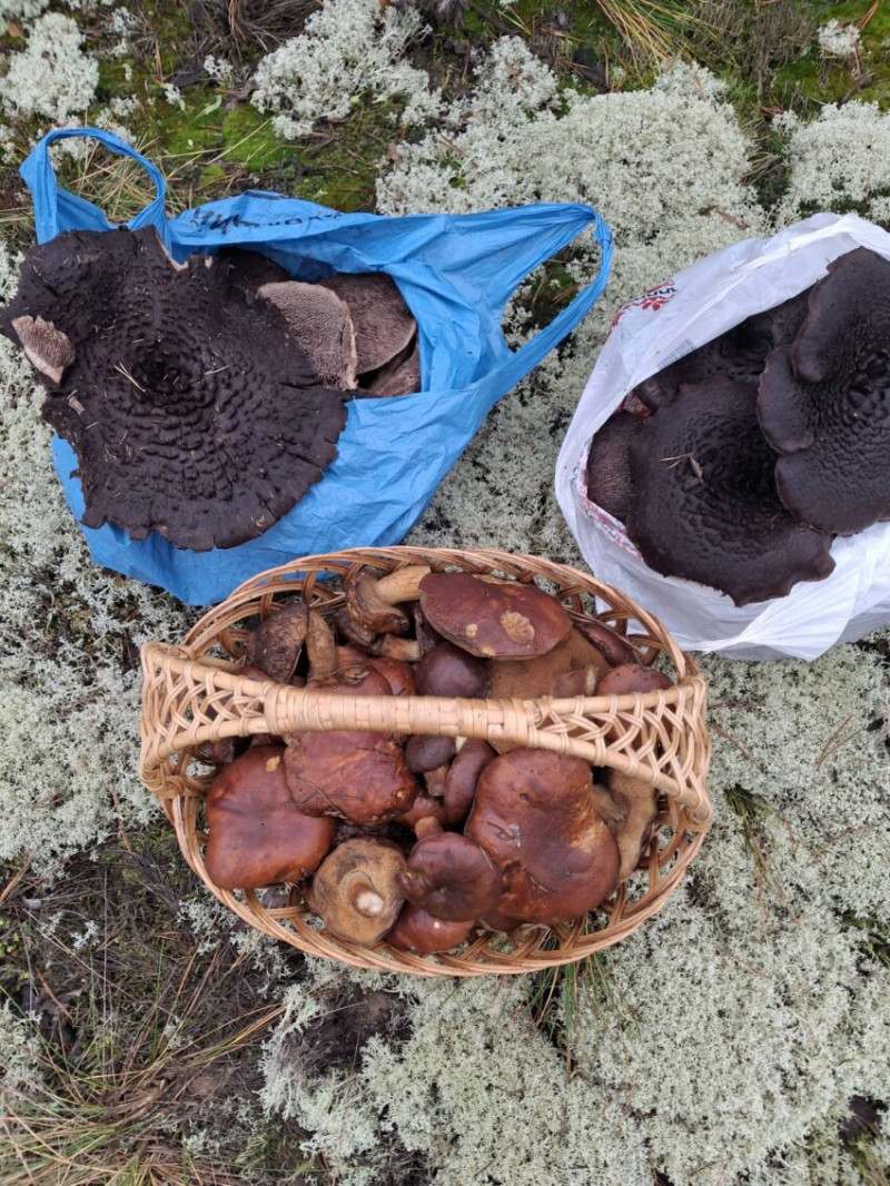 На Рівненщині чоловік у грудні збирає кошиками гриби. Фото