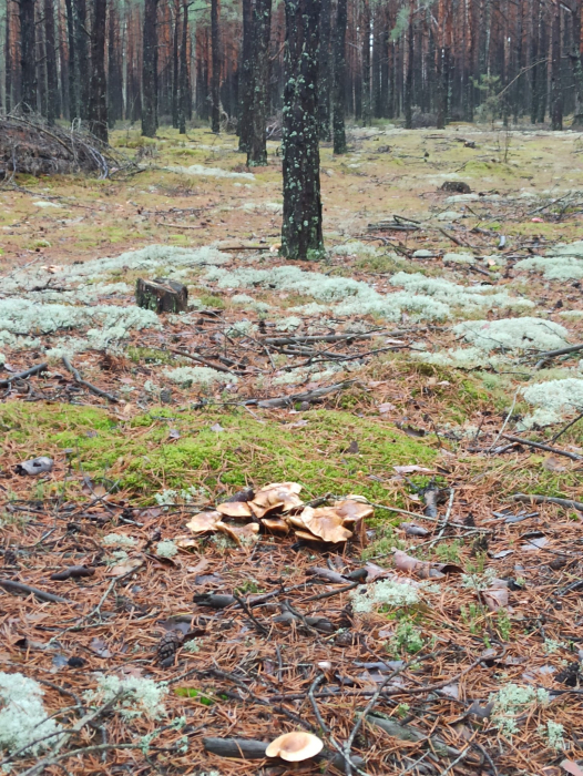 «Трішки підморожені»: у листопаді на Волині все ще збирають гриби