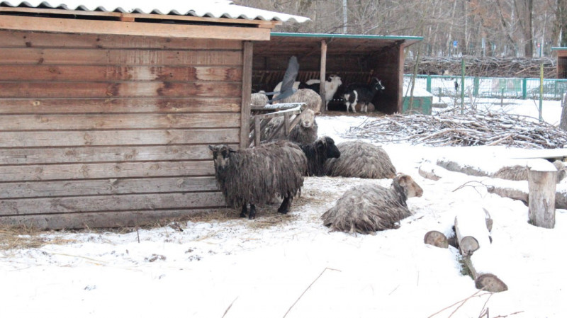 Як живе Луцький зоопарк взимку. Фоторепортаж