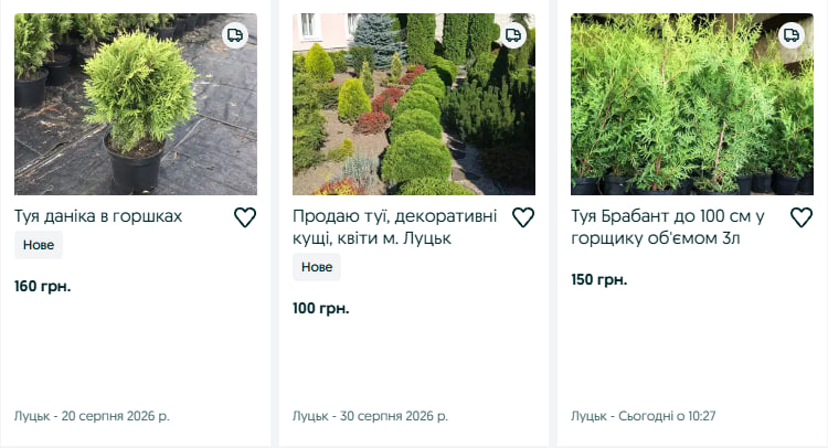 Від 25 до 1500 гривень: скільки коштують туї на Волині