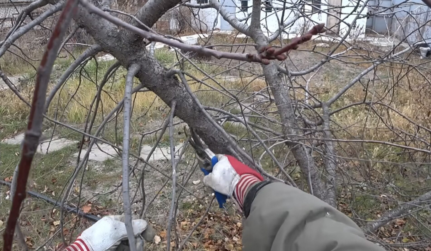 Як обрізати дерева навесні – три головні поради