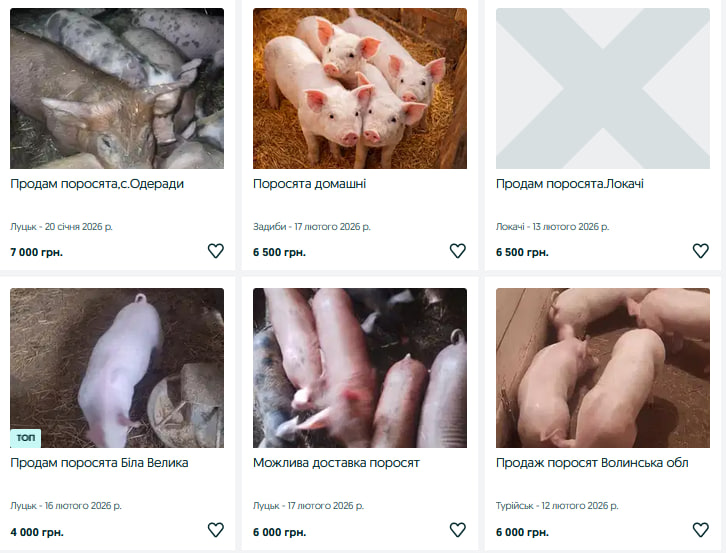 Поросята на Волині подорожчали: скільки зараз коштує молодняк і які породи найдешевші