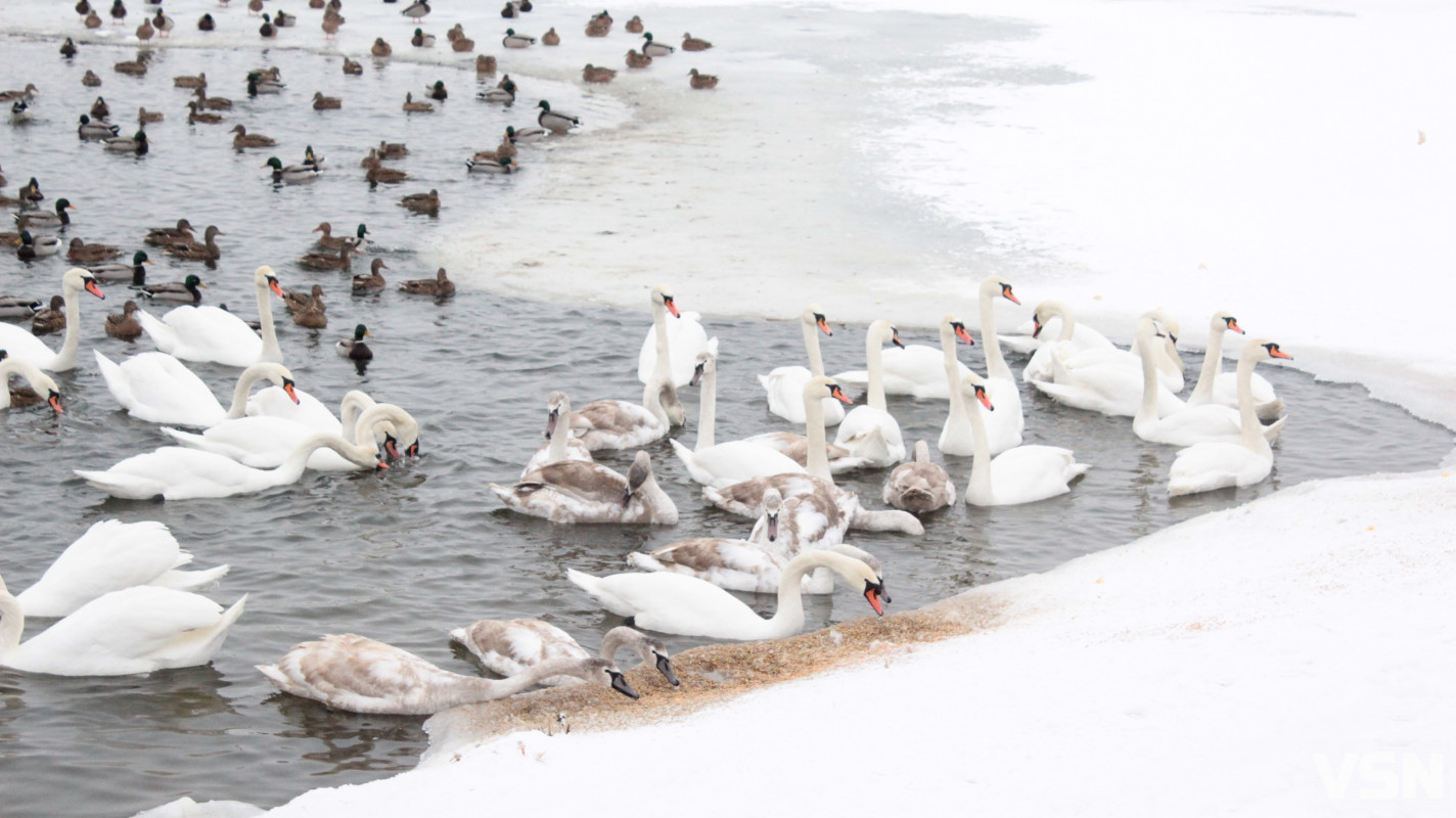 Ковель після снігопадів: фоторепортаж із засніженого міста