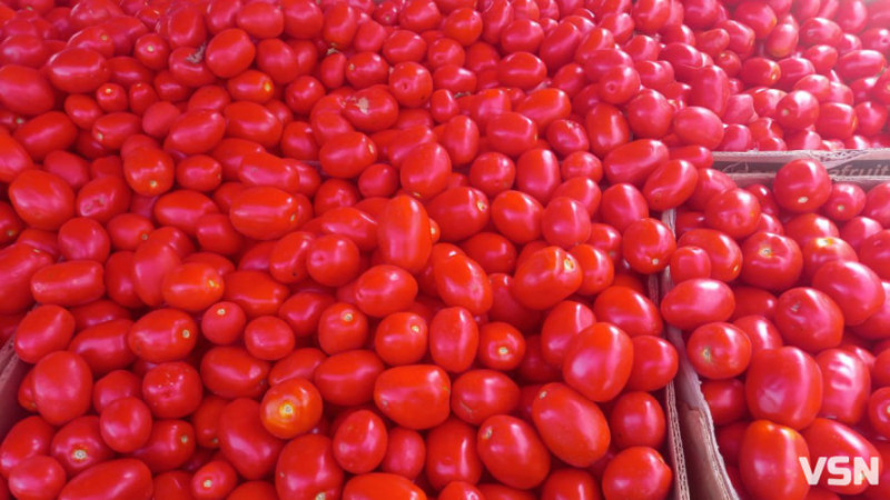 Які сорти томатів та перцю найкраще підходять для волинського клімату?