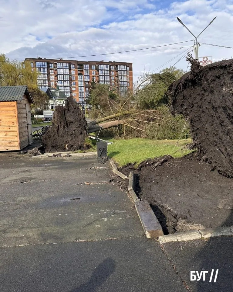 У Володимирі негода повалила дерева - фото