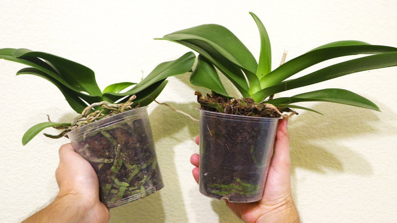 Як картопля допомагає орхідеї зацвісти