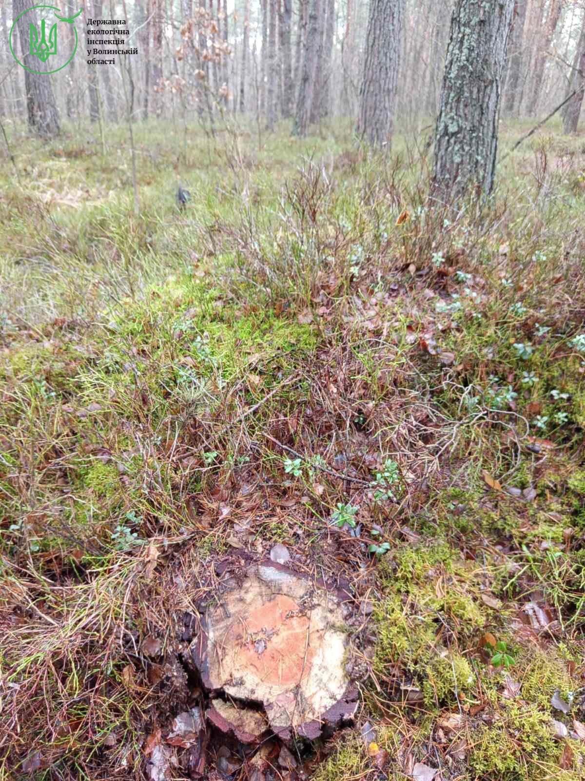 Понад 8 мільйонів гривень збитків: на Волині викрили масштабну незаконну вирубку лісу