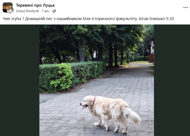 У Луцьку після атаки ворога масово розшукують собак, які повтікали від вибухів