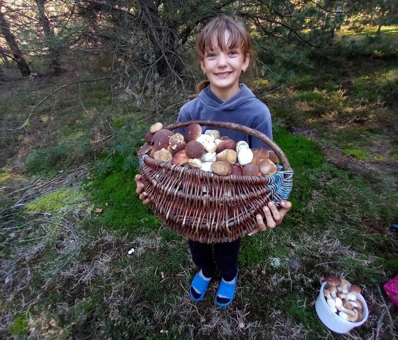 Любителька «тихого полювання» розповіла, де на Волині назбирала понад 300 білих грибів