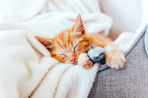 5 причин, чому небезпечно спати з котом в одному ліжку