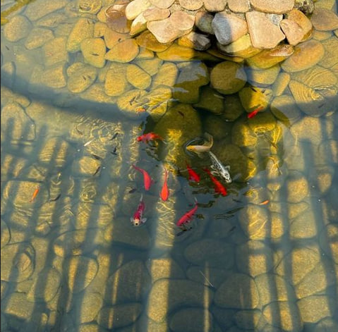 Біля Луцька продають популярний ресторан з альтанками за 600 тисяч доларів