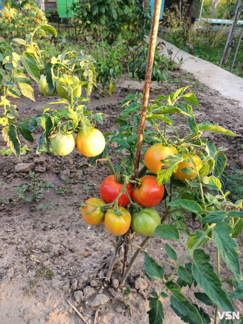 Що і коли садити на Волині: покроковий календар весняних робіт