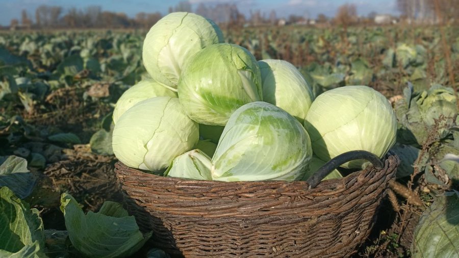 «Син купив розсаду — а ми продовжили його справу»: історія родини з Волині, яка вирощує капусту