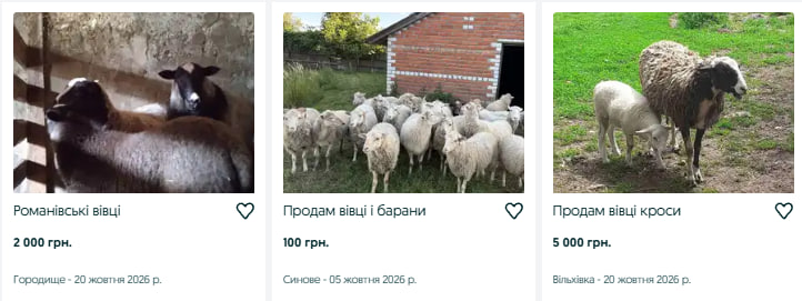 Скільки коштують барани та вівці на Волині й коли їх краще заводити