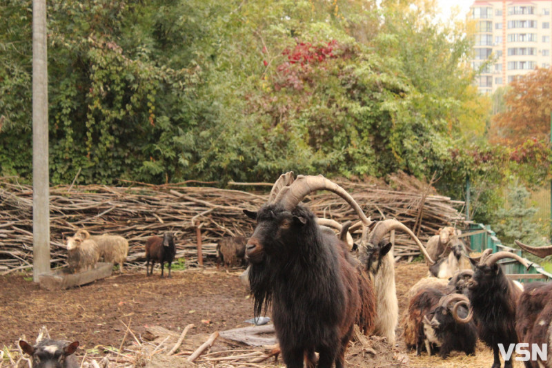 Куди подіти новорічну ялинку в Луцьку після свят?