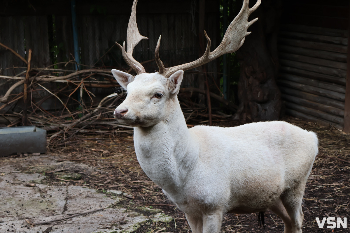 У Луцькому зоопарку готуються до зими: тварин переводять у теплі вольєри, а для відвідувачів уже готують свято Миколая