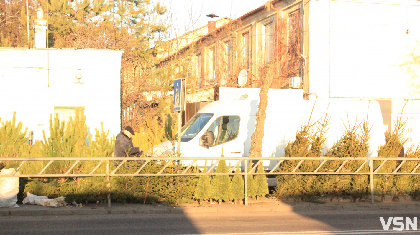 Скільки коштують живі ялинки та сосни на ринку у Луцьку?