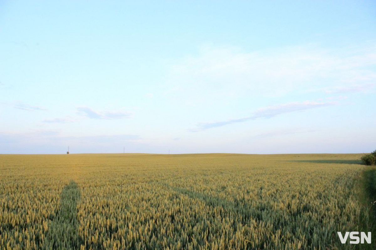 Урожай-2025 на Волині: скільки зерна та цукрових буряків зібрали аграрії минулого року