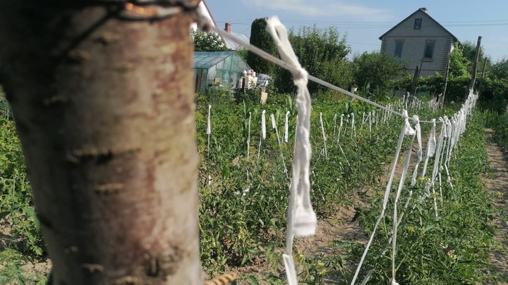 «Город - мої ліки»: 79-річна волинянка вирощує триметрові помідори й не полишає працювати попри хвороби