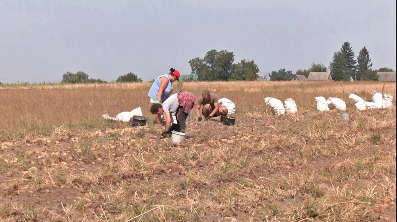 Як на Волині збирають картоплю і чи задоволені врожаєм