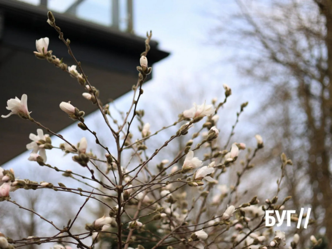 На Волині розцвіла магнолія - перші фото