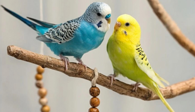 Хочу папужку! Або що потрібно знати про них перед поселенням пернатого вдома