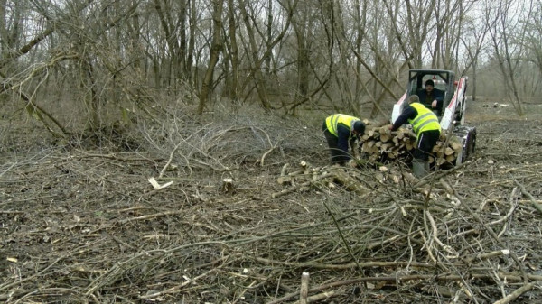 Біля парку у Луцьку знесуть близько 500 аварійних дерев