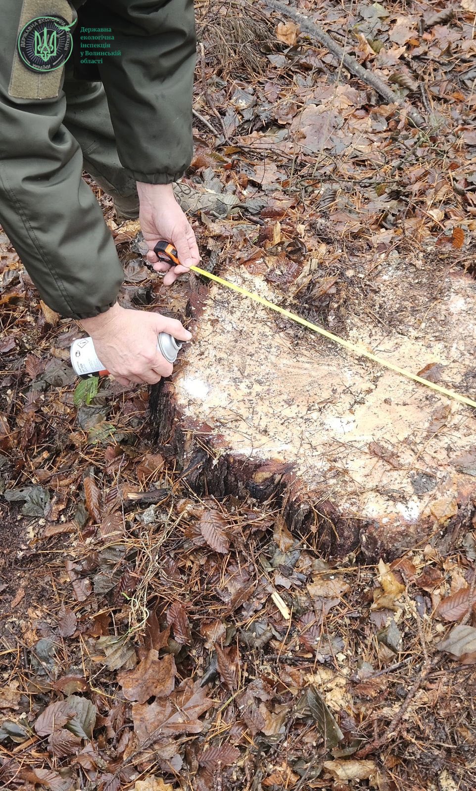 На Волині зафіксували масштабну незаконну порубку лісу