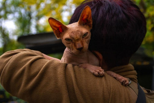 Бійці волинської бригади знайшли у лісі та врятували «лисого» кота на деокупованій території