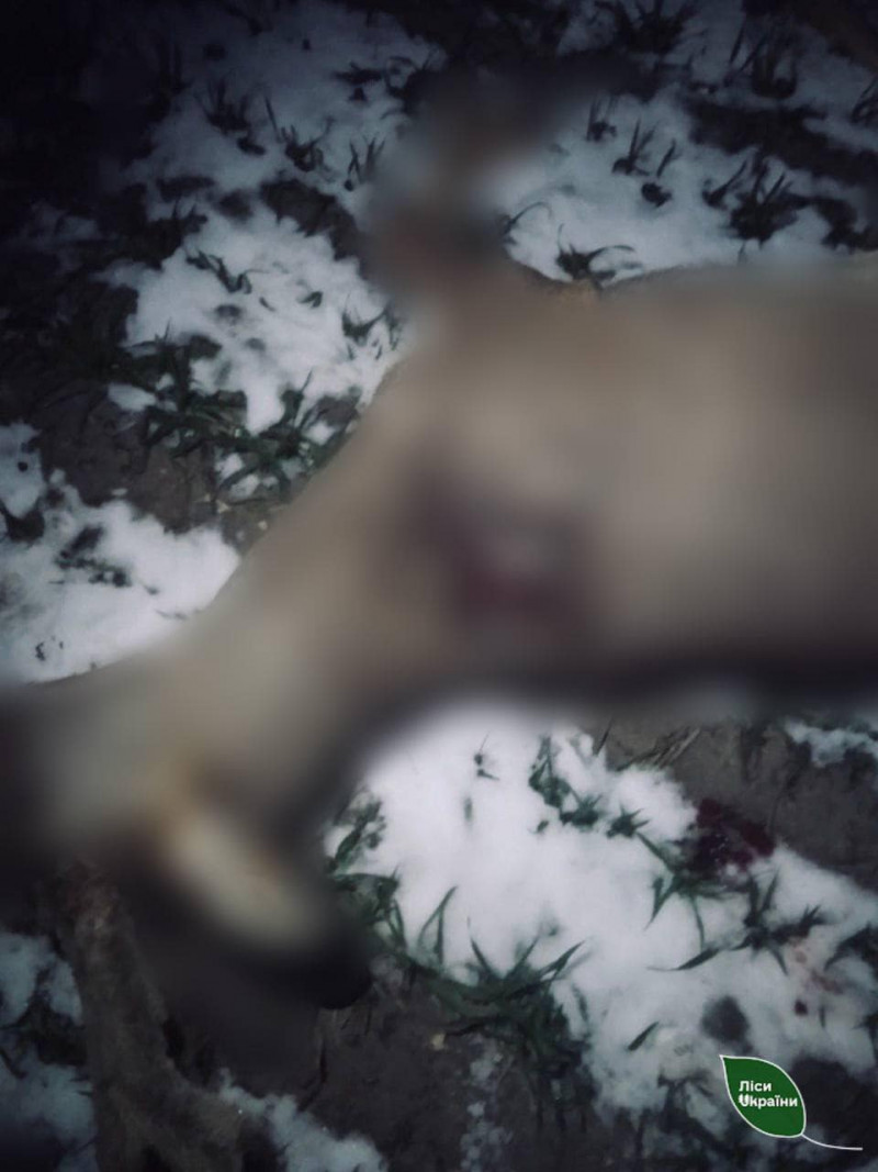 На Волині браконьєри вбили козулю