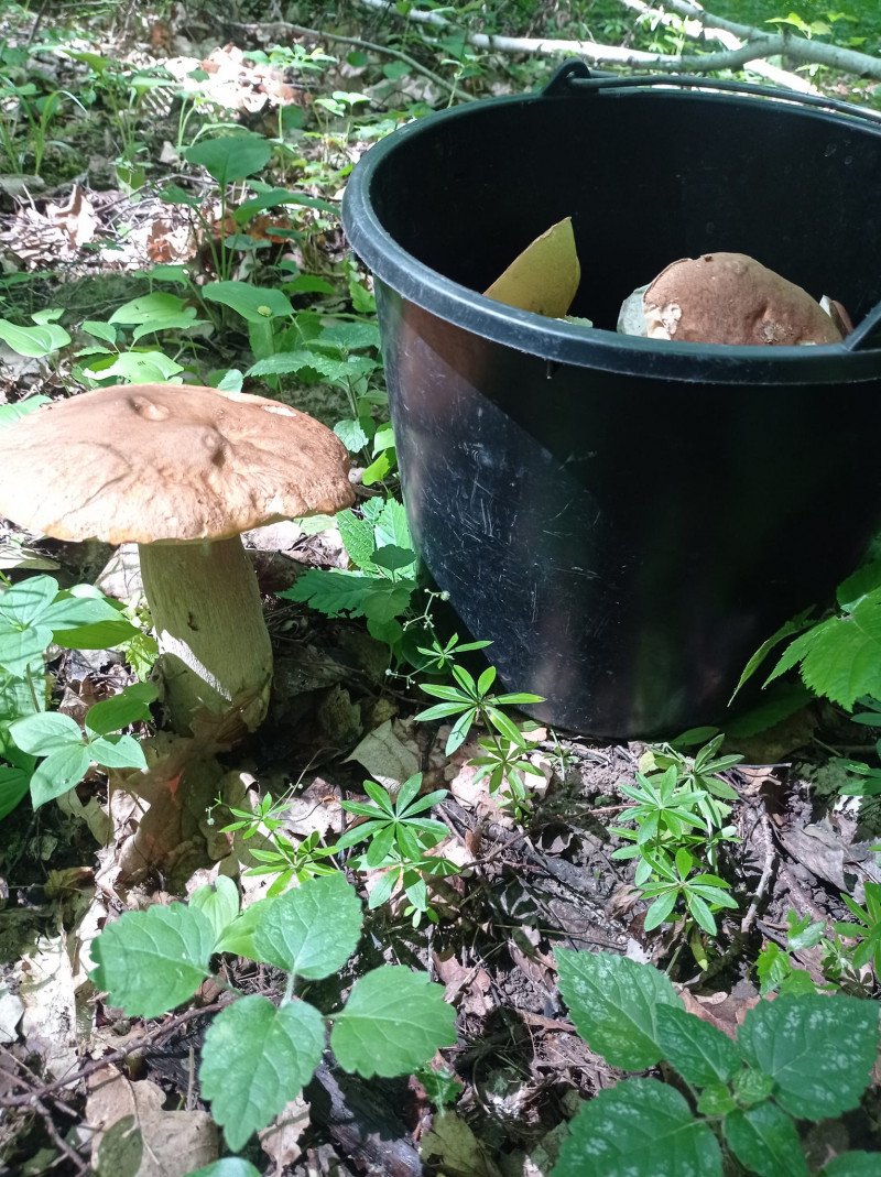 У Луцькому районі білі гриби збирають відрами: де саме