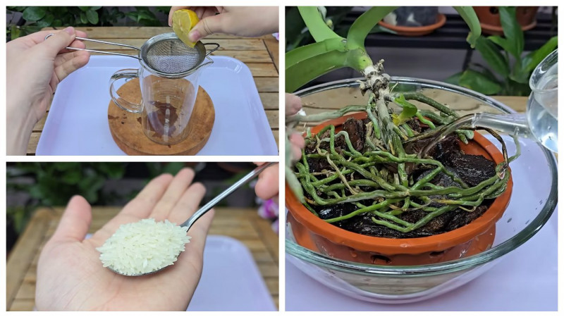 Чому орхідея не цвіте і як це виправити за допомогою лимона