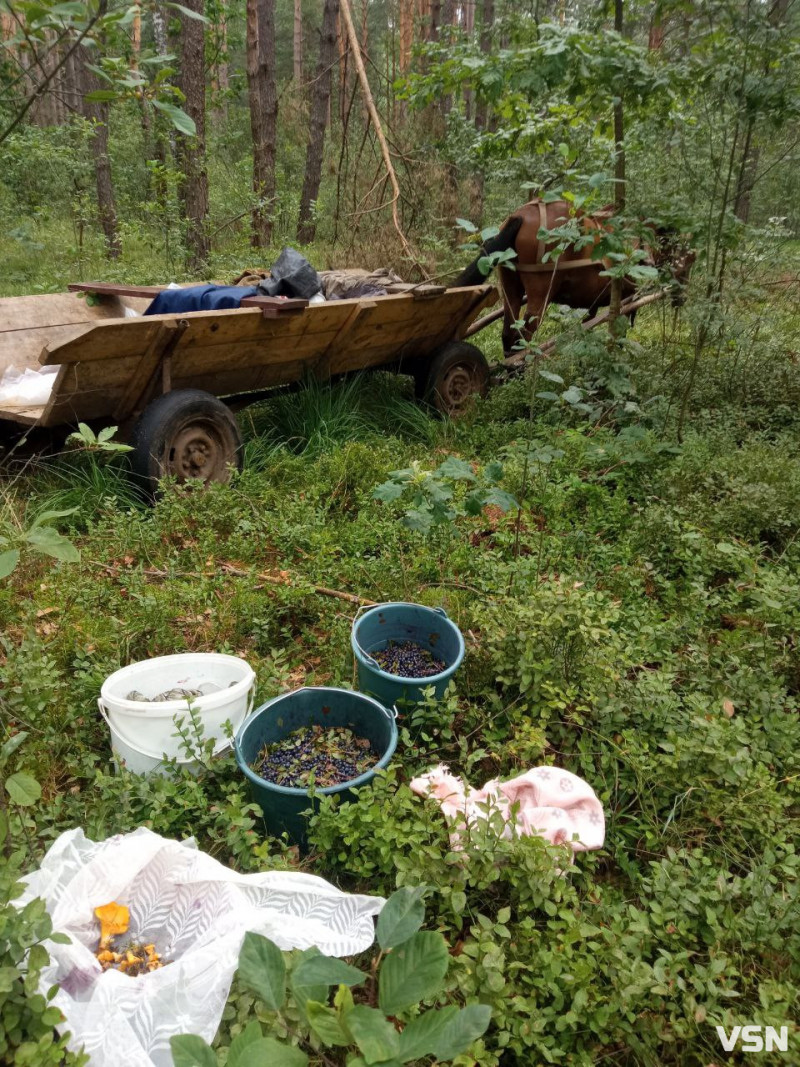 За пів дня – тисяча гривень: на Волині у розпалі чорничні заробітки