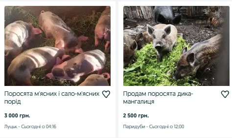 Скільки коштують поросята на Волині та чи є доставка
