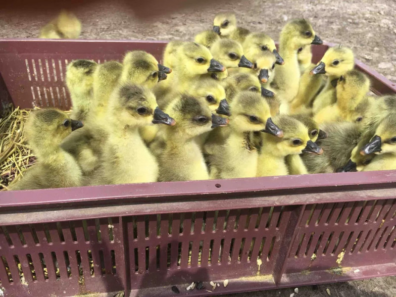 На Волині стартував сезон продажу птиці: скільки коштують курчата, качки та гуси