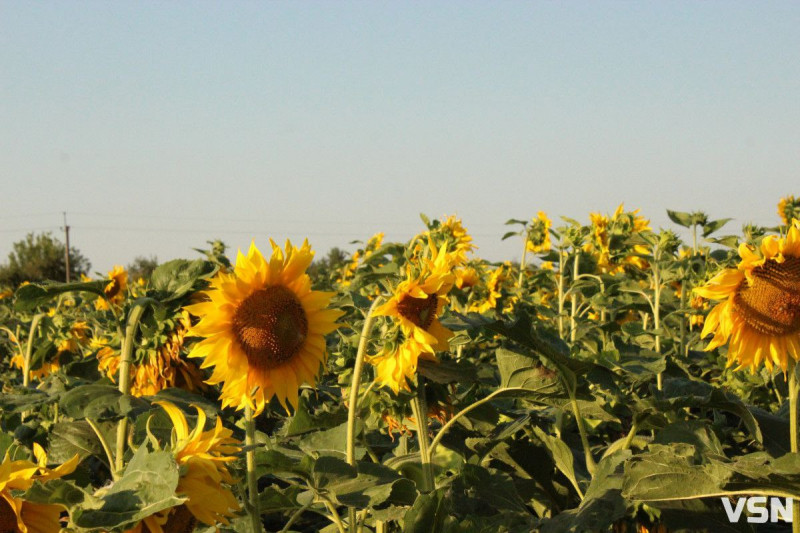 Контрастна зима і весняні заморозки: як погода може вплинути на врожай на Волині