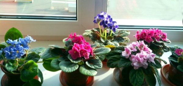 Фіалка цвістиме цілий рік: секрет, про який знають не всі квітникарі