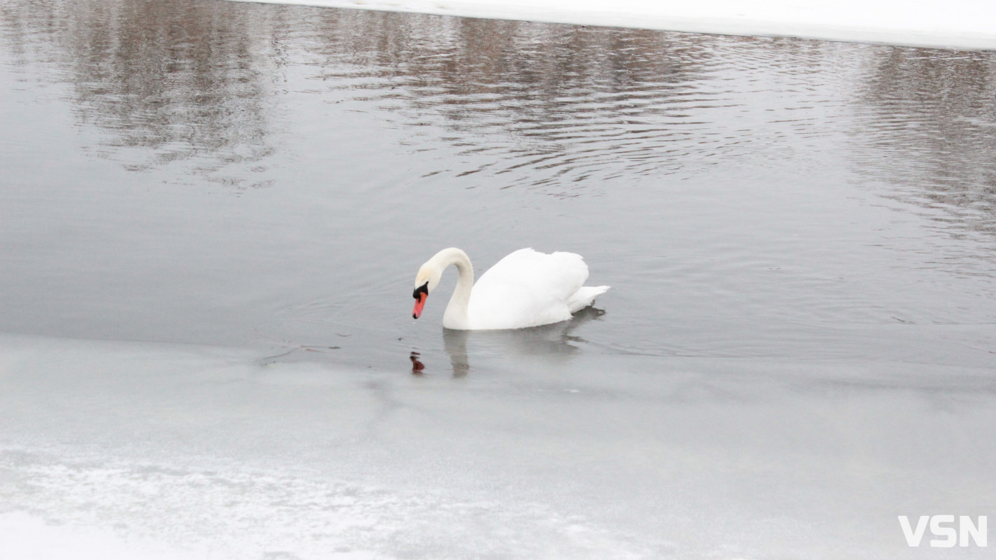 Ковель після снігопадів: фоторепортаж із засніженого міста